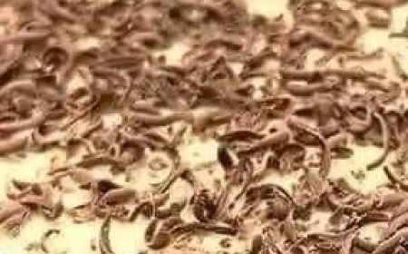 Chocolate Layered Dessert with Creamy Filling and Chocolate Shavings