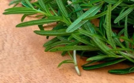 Rosemary A Strong Intestinal Cleaner and Bacteria Killer