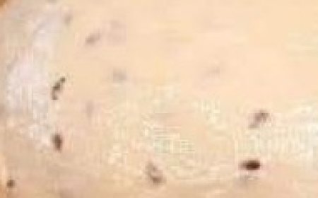 Seeded Artisan Bread Dough Recipe