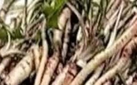 The Powerful Plant That May Support Cancer Treatment: A Closer Look at the Benefits of the Greater Burdock Root