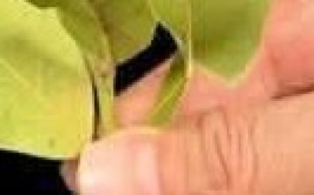 Natural recipe to relieve joint pain using bay leaves