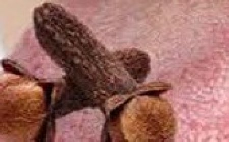 10 Secret Health Benefits of Cloves That EVERYONE Must Know