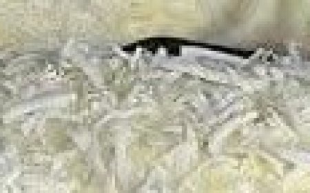 Creamy, I lived in Delga Desert