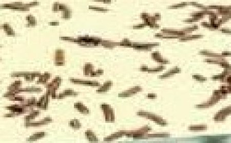 Creamy White Chocolate Mousse Recipe