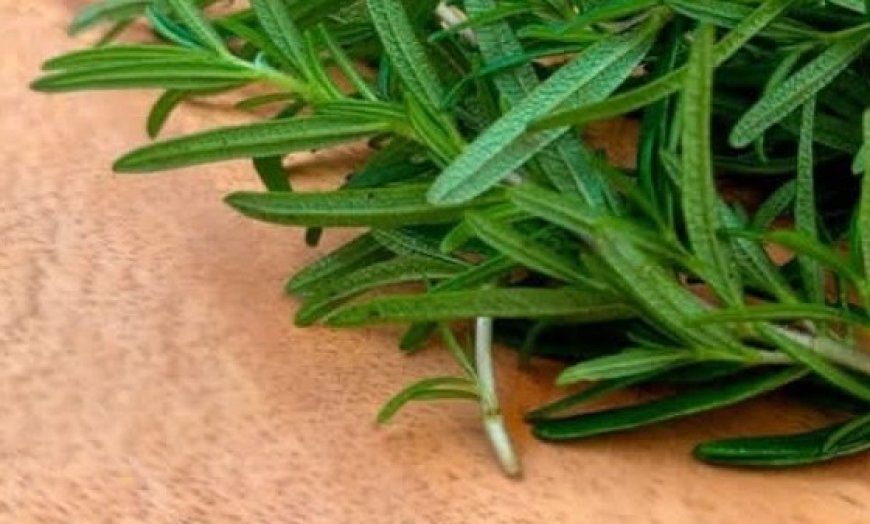 Rosemary A Strong Intestinal Cleaner and Bacteria Killer