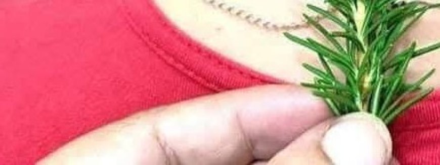 Put Rosemary on the Back of Your Neck, and You Will Be Shocked at What Will Happen