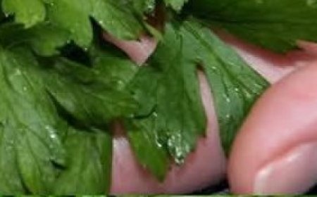 Elixir of Youth: Parsley Tightens Skin and Instantly Smoothes Wrinkles!