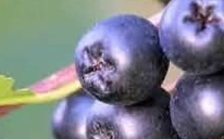 Aronia: The Super Berry for Stronger Blood Vessels and Lower Cholesterol