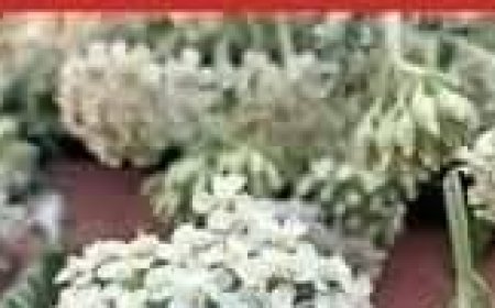 Discover the Strengthening Effects of Yarrow