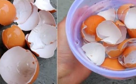 Transform Your Garden With Eggshells: A Natural Gardening Boost