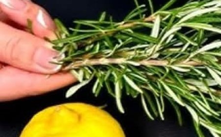 Aloe Vera and Rosemary: A Natural Duo for Detox and Vitality