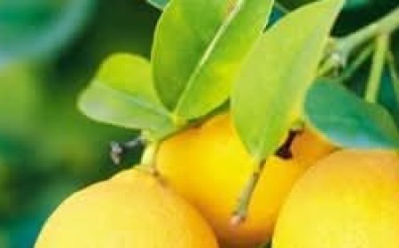 Benefits of Chayote and Lemon