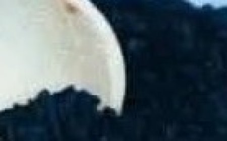 Plant in the Bible Said to Heal All Ailments