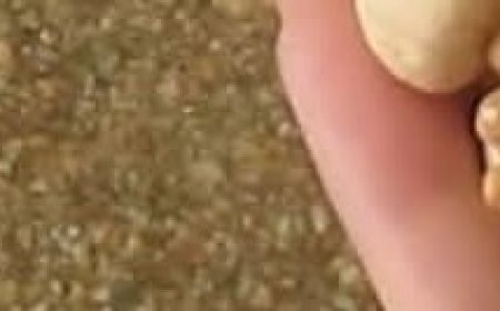 Boost Prostate Health and Male Potency with a Simple Seeds and Nuts Mixture