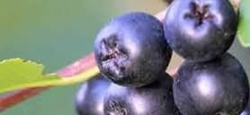 Aronia: The Super Berry for Stronger Blood Vessels and Lower Cholesterol