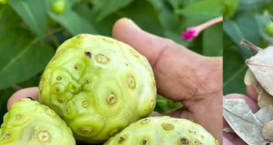 Say Goodbye to Cancer, Swollen Feet, Diabetes, and Poor Circulation with This Natural Recipe