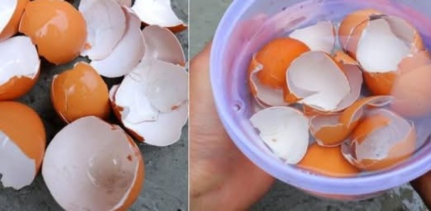 Transform Your Garden With Eggshells: A Natural Gardening Boost