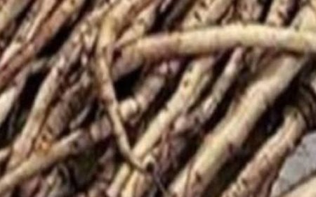 The Powerful Plant That May Support Cancer Treatment: A Closer Look at the Benefits of the Greater Burdock Root