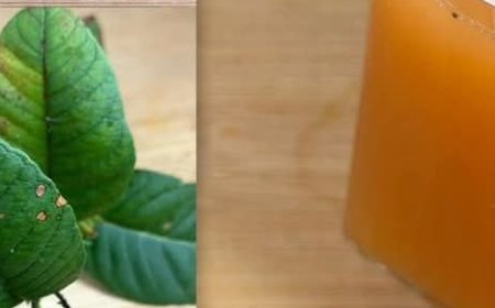 Powerful Harbel Drink for Energy, Degust, at Bloody Little Blanc