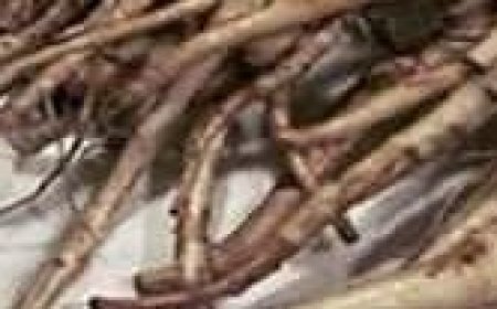 The Powerful Plant That May Support Cancer Treatment: A Closer Look at the Benefits of the Greater Burdock Root