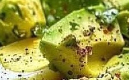 Avocado and spinach egg salad