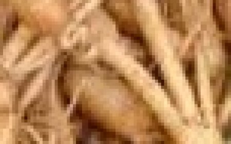 The Powerful Plant That May Support Cancer Treatment: A Closer Look at the Benefits of the Greater Burdock Root