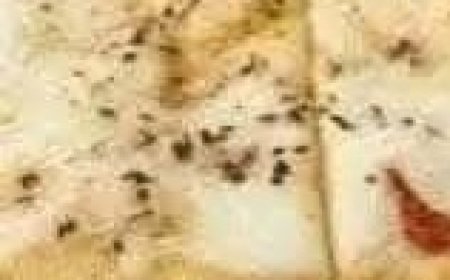 zero-carb chocolate mousse