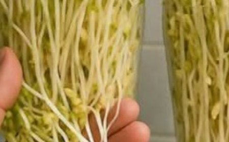 How to Grow Bean Sprouts at Home in Plastic Bottles — Ready to Harvest in Just 3 Days