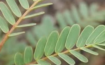 Chanca Piedra (Phyllanthus niruri): The “Stonebreaker” Herb You Need to Know About