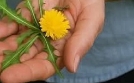 Dandelion Root Coffee: 20 Remarkable Benefits and How to Make It at Home