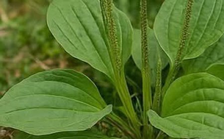 Discover the Healing Power of Plantain