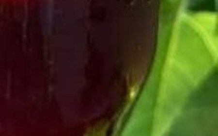 The Powerful Herbal Drink That Can Transform Your Health: A Natural Elixir for Wellness