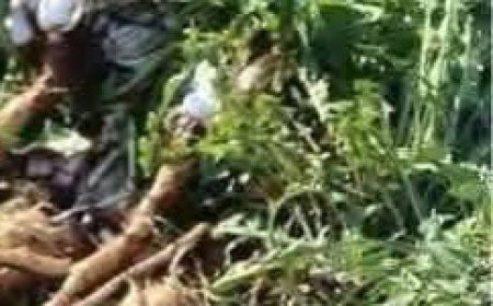 The Plant That Destroys Cancer Cells in Just 48 Hours! It’s 100 Times More Effective Than Chemotherapy