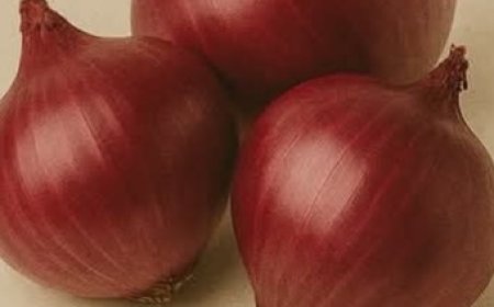 The Magic of Onions for Shedding Belly Fat