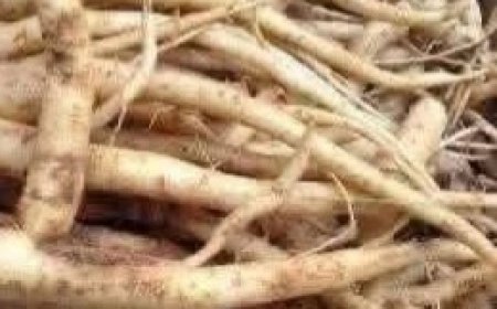 The Plant That Destroys Cancer Cells in Just 48 Hours! It’s 100 Times More Effective Than Chemotherapy