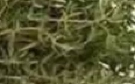 The Most Potent Herb That Destroys Parasites, Urinary Tract