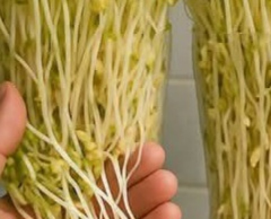 How to Grow Bean Sprouts at Home in Plastic Bottles — Ready to Harvest in Just 3 Days