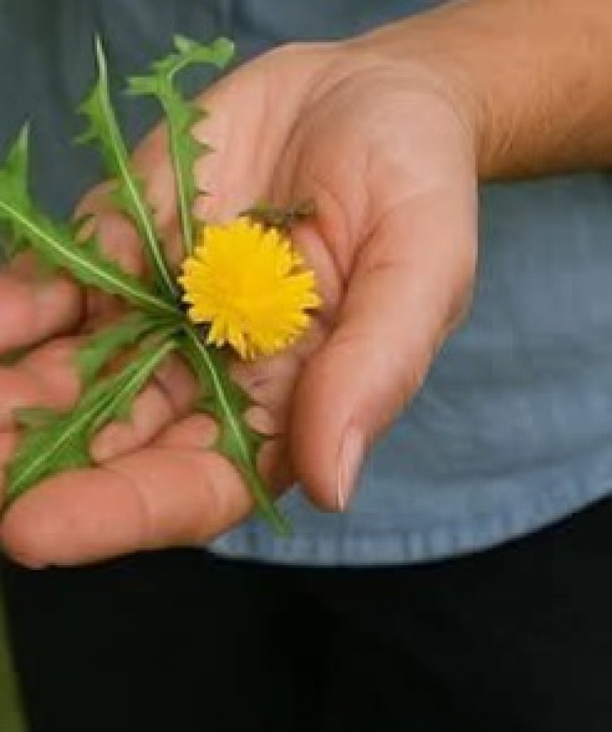 Dandelion Root Coffee: 20 Remarkable Benefits and How to Make It at Home