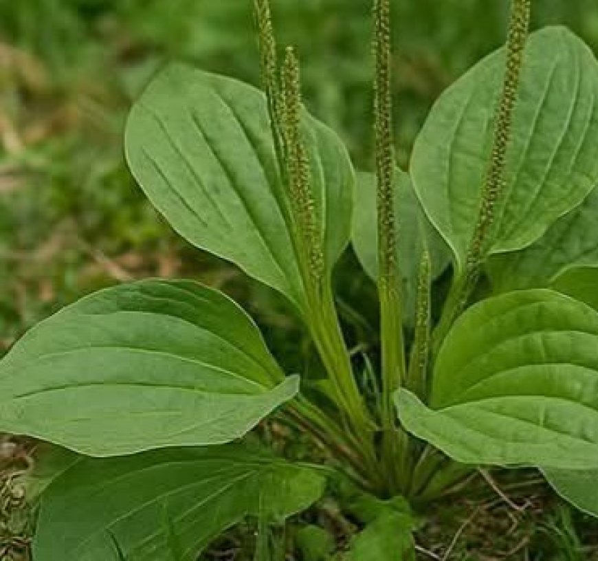 Discover the Healing Power of Plantain