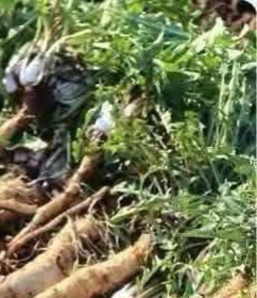 The Plant That Destroys Cancer Cells in Just 48 Hours! It’s 100 Times More Effective Than Chemotherapy
