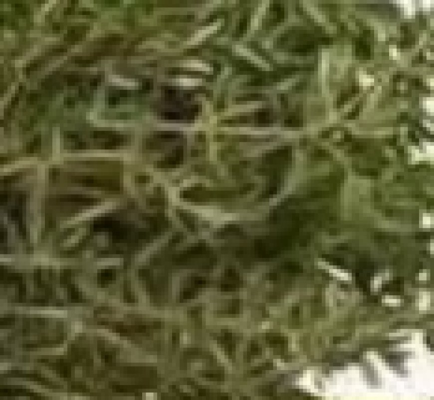 The Most Potent Herb That Destroys Parasites, Urinary Tract