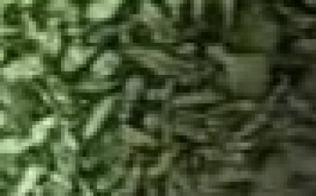 Lemon, cumin, dates, figs: 1 spoon per day