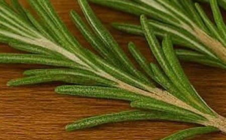 Discover the Power of Rosemary Tea: Transform Your Health in Just 15 Days!
