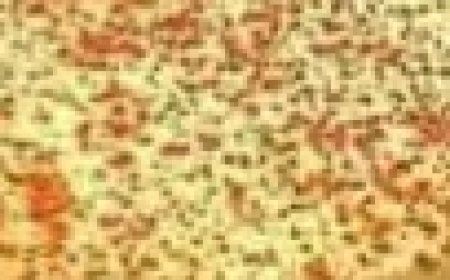 Creamy Dessert to Make in 5 Minutes and Delight Your Taste Buds