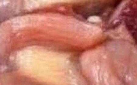 Crispy Southern Fried Chicken Gizzards: A Soul Food Classic