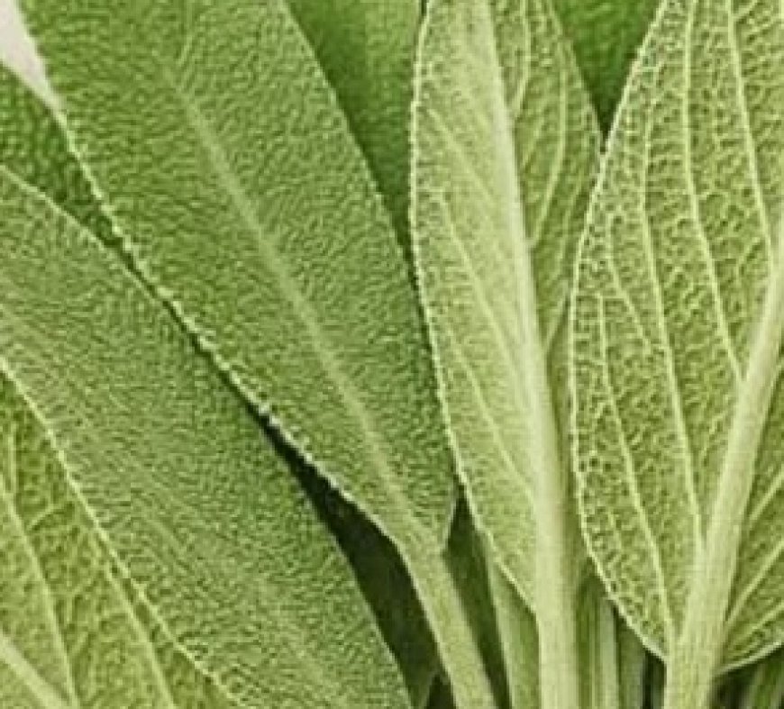 Sage: A Natural Remedy for Brain Health, Inflammation, and Joint Pain