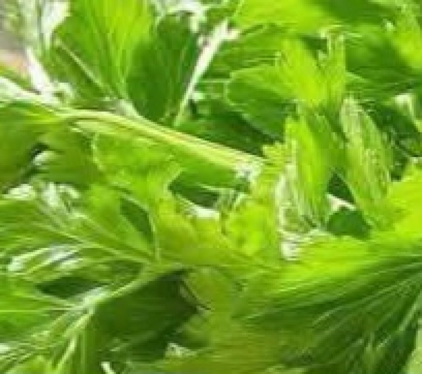 Cleanses the Liver 150 Times More Powerful Than Garlic and Lemon: Grandma’s Miracle Recipe