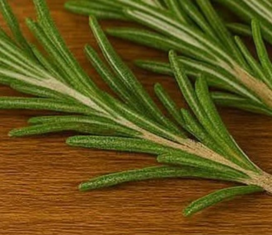 Discover the Power of Rosemary Tea: Transform Your Health in Just 15 Days!