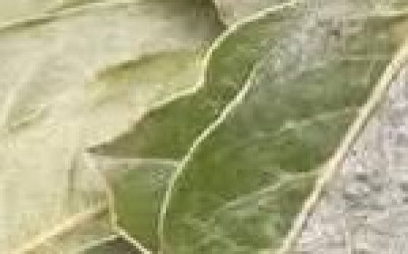 This Natural Antibiotic Is 200 Times Stronger – Cloves, Cinnamon, and Bay Leaves!