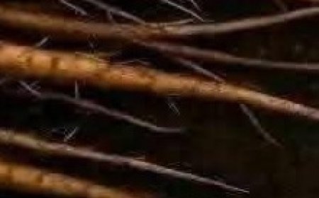 The Powerful Plant That May Support Cancer Treatment: A Closer Look at the Benefits of the Greater Burdock Root